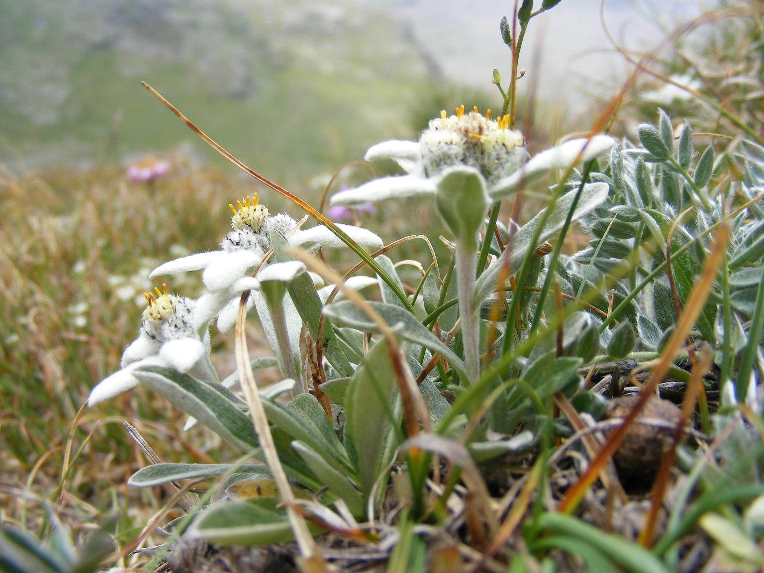 Sentieri ferrati, sentieri fioriti: i fiori dell''Albiolo